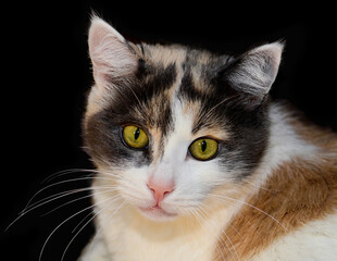  Portrait of a tricolor cat on a black background