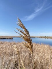 reed in the wind