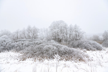 Snow-covered trees and hoarfrost on the branches