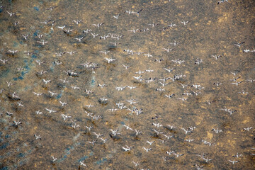 Pelican Birds Sechura Desert Lambayeke District Peru
