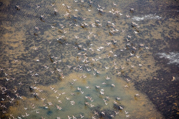 Pelican Birds Sechura Desert Lambayeke District Peru