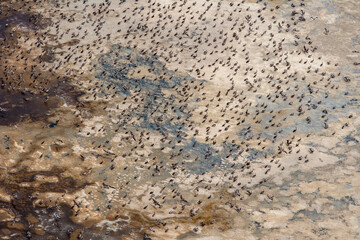 Pelican Birds Sechura Desert Lambayeke District Peru