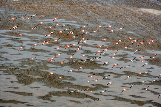South American Flamingo Sechura Desert Lambayeke District Peru