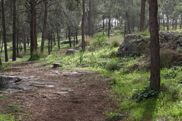 path in the forest