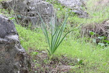 plant in forest 