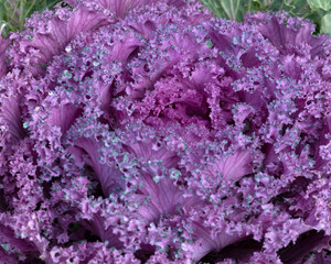 Ornamental pink cabbage