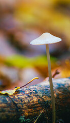 White mushroom on blurry background