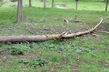 broken tree in the forest from the side