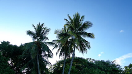 Fototapeta na wymiar Palm trees in silhouette at sunrise, on the beach in Tamarindo, Costa Rica