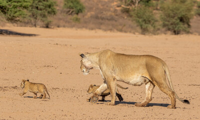 Lioness with cubs in the Kgalagadi