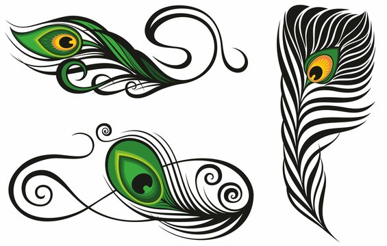 Peacock feathers on a white background. Vector Illustration