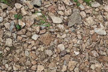 a ground texture in the forest
