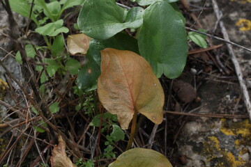 brown leaf in the forest