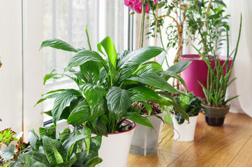 Green flowers a in pot on a windowsill. Home gardening, home hobbies concept.