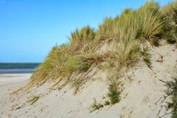 A sand dunes with beach grass
