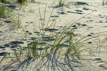 Dune grass in the sand on the beach
