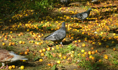 A dove walks on the ground among fallen and rotten yellow apples and green grass and other pigeons