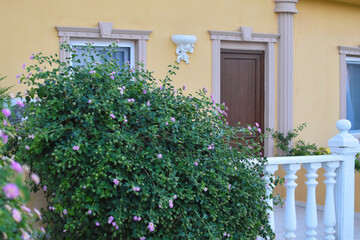 Fototapeta na wymiar entrance to the summer house from the outside with a flower bush. cozy terrace for summer relaxation