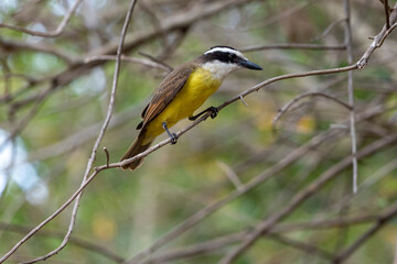 The Great Kiskadee also know as Bem-te-vi perched on a top of tree. Species Pitangus sulphuratus. Animal world. Bird lover. Birdwatching.
