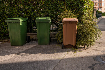 Abandoned Christmas trees in the street beside garbage bin after the holidays. Ecology and waste...