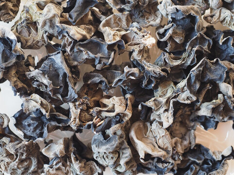 Chinese black fungus (Auricularia auricula judae) mushroom veget