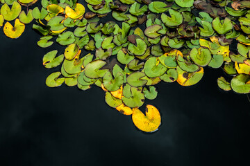 Ninféia (nymphaea alba l) em destaque no primeiro plano, muitas folhas flutuando em água bem escura, muita textura da água nas folhas, retratando o que a natureza tem de mais belo. - obrazy, fototapety, plakaty
