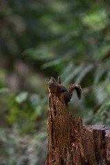 Red squirrel, Sciurus vulgaris, or Eurasian tree squirrel sits on top of a tree stump in a forest with copy space above