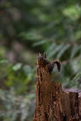 Red squirrel, Sciurus vulgaris, or Eurasian tree squirrel sits on top of a tree stump in a forest with copy space above
