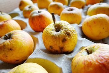 unbehandelte Bio-Äpfel lagern auf einer Pappunterlage