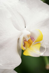 Fototapeta na wymiar White orchid flowers in detail.