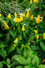 Yellow stems with white flowers and green leaves.