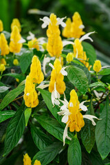 Yellow stems with white flowers and green leaves.