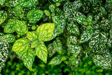 Green leaves of a plant with a colored ornament.