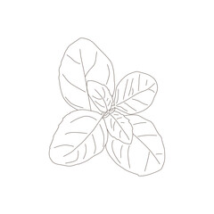 illustration of a basil