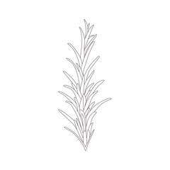 illustration of a rosemary 