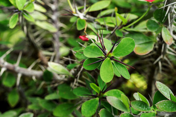 Various tiny flower on a cactus with green leaves.