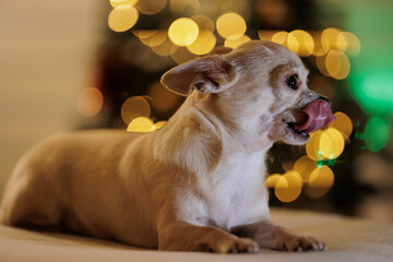 mini chihuahua dog, Christmas tree with lights, bokeh background