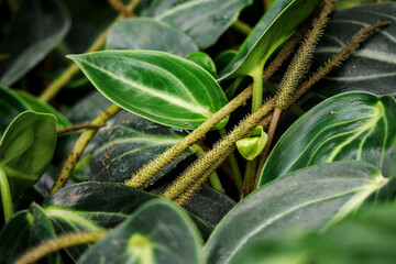 Plant with green leaves and rhizome inflorescences.