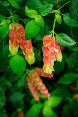 Decorative ornamental flowers of a forest plant.