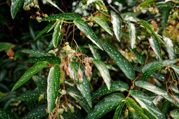 Bell-shaped decorative flowers of a plant.