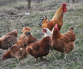 Poultry in the yard