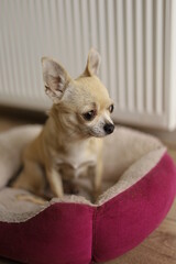 Closeup portrait of small funny beige mini chihuahua dog, puppy eating bone in her bed