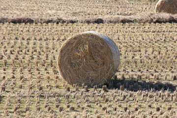 수확이 끝난 논에 벼 더미.