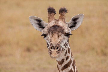 A close-up view of a young giraffe. Taken in Kenya
