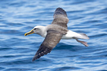 Buller's Mollymawk Albatross in New Zealand