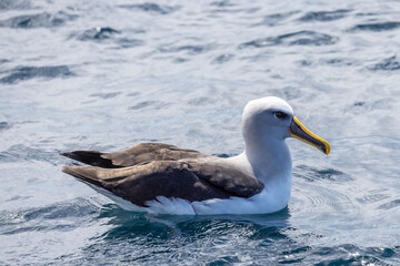 Fototapeta na wymiar Buller's Mollymawk Albatross in New Zealand