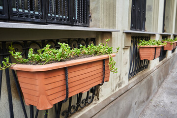 Decorative pots with green flowers on the street