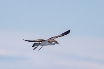 Buller's Shearwater in Australasian Waters