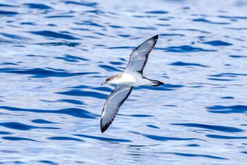 Buller's Shearwater in Australasian Waters