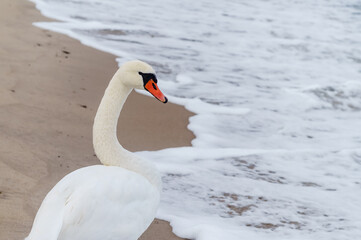 Fototapeta na wymiar Swan on the Sea. White bird on the background of the sand. White swan.
